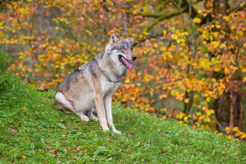 An adult male eurasian gray wolf (Canis lupus lupus) sits on a green meadow on hilly terrain. A