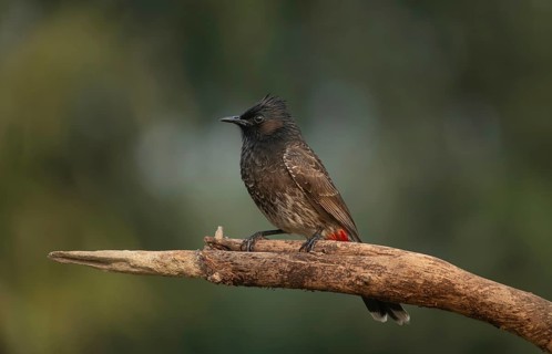 A Red-vented Bulbul (Pycnonotus cafer), Sreepeur, Gazipur