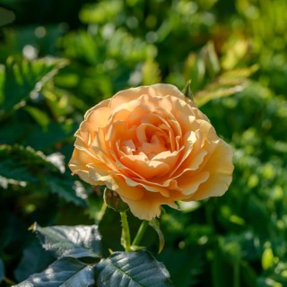 Bedding rose (Rosa AMBER QUEEN)