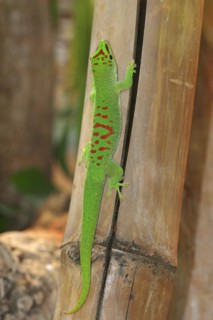Madagascar giant day gecko (Phelsuma grandis), captive, native to Madagascar