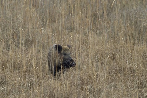 Wild boar (Sus scrofa), dry meadow, Lower Austria