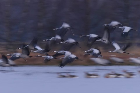 Common Crane (Grus grus) flying, Lower Saxony, Germany