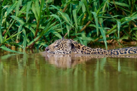 A jaguar swims inconspicuously in the water between dense vegetation, Jaguar (Panthera onca),