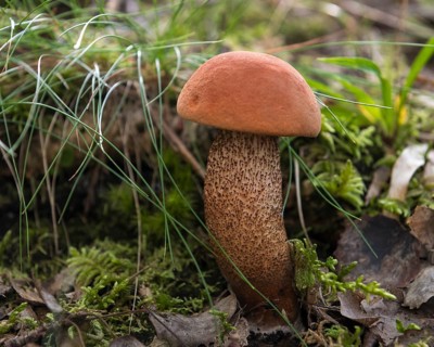 Orange birch bolete (Leccinum versipelle) in sparse birch forest, an excellent edible mushroom,