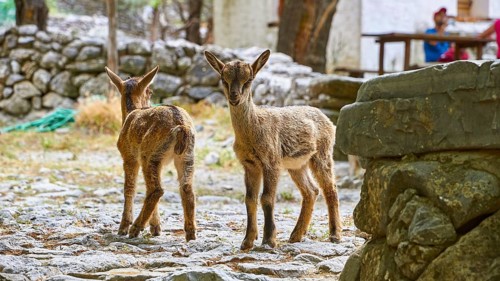 Kri-kri, endangered endemic Cretan wild goat, two small Kri-kris, close, Samaria settlement,