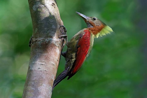 Checker-throated Woodpecker (Chrysophlegma mentale) male, Kedah, Malaysia