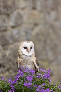Western Barn Owl (Tyto alba) captive, Germany