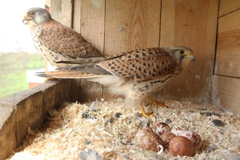 Common Kestrel (Falco tinnunculus) pair at eggs, Lower Saxony, Germany