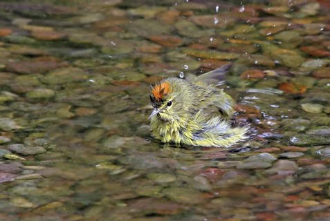 Orange-crowned Warbler (Leiothlypis celata) bathing, Saskatchewan, Canada