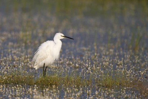 Little Egret (Egretta garzetta) foraging, Greece
