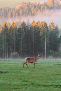 An Altai maral deer or Altai moose (Cervus canadensis sibiricus) stands in a meadow in the first