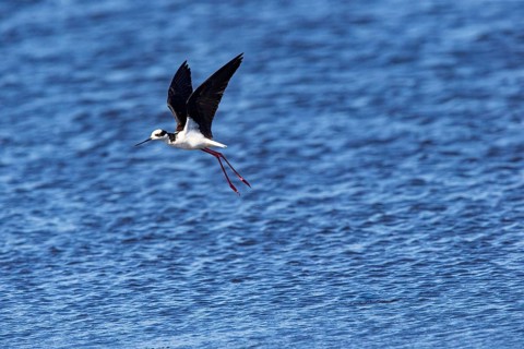 Black-necked Black-winged Stilt (Himantopus mexicanus) Pantanal Brazil