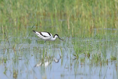 Avocet (Recurvirostra avosetta), adult wader feeding in the shallow water of the lake shore zone,