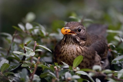 Common Blackbird (Turdus merula) female, Saxony-Anhalt, Germany