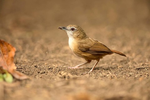 Abbott's Babbler (Malacocincla abbotti) perched on the ground, Bidoup National Park, Vietnam