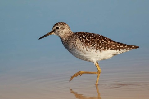 Wood Sandpiper (Tringa glareola) foraging, Lesvos, Greece