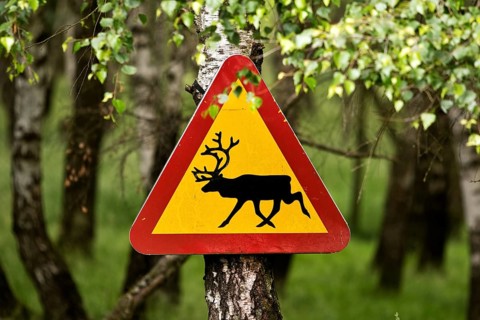 Warning sign against moose in Sababurg Zoo, Hofgeismar, Reinhardswald, Hesse, Germany