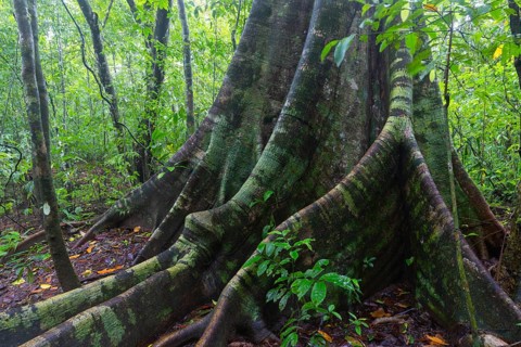 Root of a fig tree (Ficus), tropical rainforest, Osa Peninsula, Puentarenas, Costa Rica