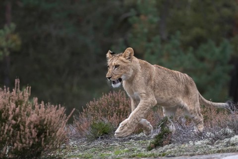 One female young lion (Panthera leo) running at a forest edge. Green vegetation in the background
