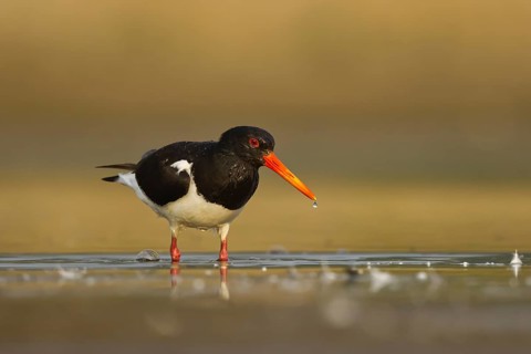 Eurasian Oystercatcher (Haematopus ostralegus), North Rhine-Westphalia, Germany