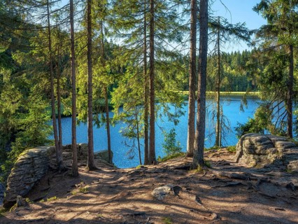 Spruce forest on Lake Vogtland, called moor pond, small forest lake in the Vogtland, Saxony,