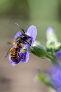 Horned mason bee (Osmia cornuta), Emsland, Lower Saxony, Germany