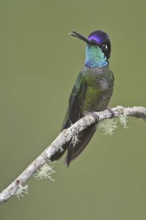 Admirable Hummingbird (Eugenes spectabilis), Costa Rica