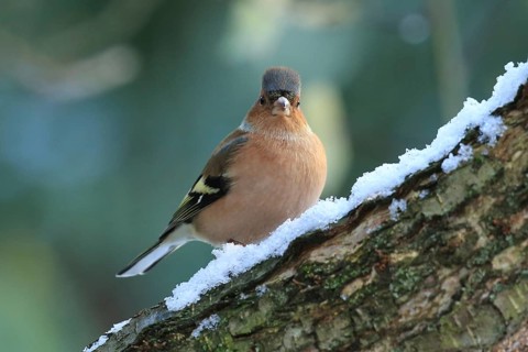 Chaffinch (Fringilla coelebs), sitting on a branch with snow, Arnsberg, North Rhine-Westphalia,