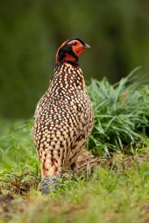 Cabot's Tragopan (Tragopan caboti) male perched on the ground, Fujian, China