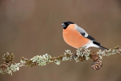 Eurasian Bullfinch (Pyrrhula pyrrhula) male perched on a lichen branch, Grisons, Switzerland