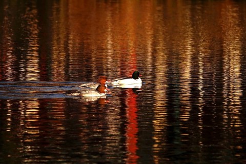 Goosander on a lake, two females, one male, winter evening, Germany