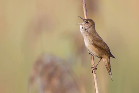 Savi's Warbler (Locustella luscinioides) singing in reedbed, Poland