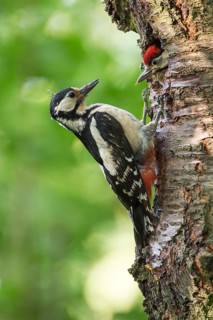 Great Spotted Woodpecker (Dendrocopos major) female at breeding cavity with juvenile,