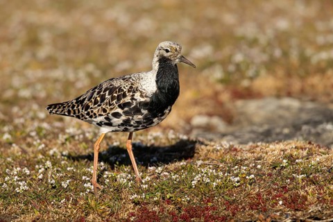 Ruff (Calidris pugnax) male, Smaland, Sweden