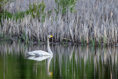 Whooper swan, common swan (Cygnus cygnus) swimming along reedbed in lake in spring, Sweden