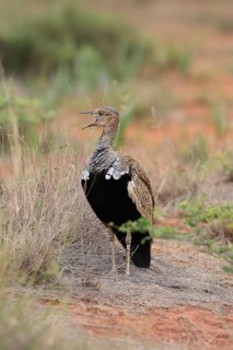 Red-crested Bustard (Lophotis ruficrista), adult, male, calling, alert, Mokala National Park, South