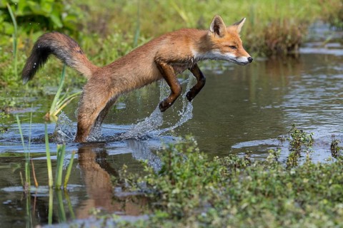 Red Fox (Vulpes vulpes) jumping and hunting in pond, Netherlands