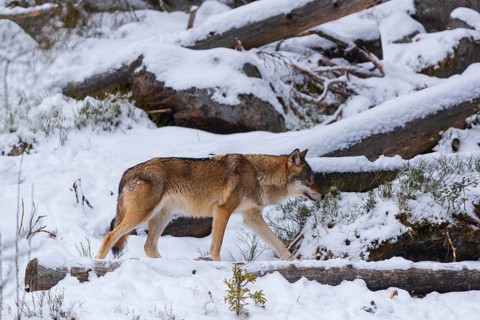 One adult eurasian gray wolf (Canis lupus lupus) walking thru a snow covered clearing with lots of