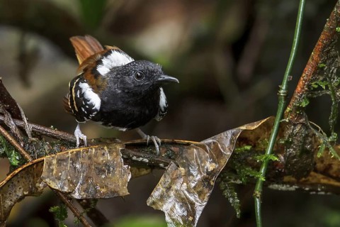 Southern Chestnut-tailed Antbird (Myrmeciza hemimelaena) perched on a branch in Manu National Park,