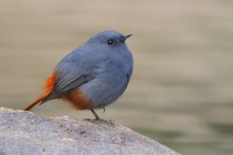 Plumbeous Water Redstart (Phoenicurus fuliginosus) male, Hongkong