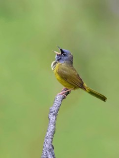 A MacGillivray's Warbler, Geothlypis tolmiei perched in the Cypress Hills, Saskatchewan, Canada