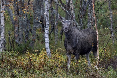 One of two moose siblings (Alces alces) from the previous year steps onto the shore of Hällsjön,