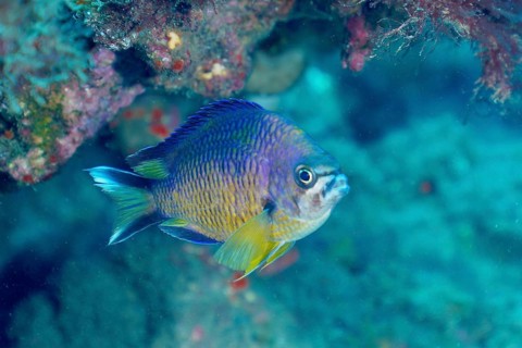 Atlantic monkfish (Chromis limbata)