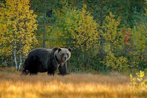 Bear hidden in yellow forest. Autumn trees with bear. Beautiful brown bear walking around lake with