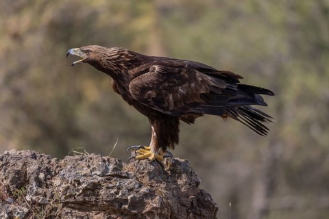 Golden eagle (Aquila chrysaetos), calling on a rock, Andalusia, Spain