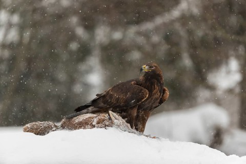 One golden eagle (Aquila chrysaetos) sitting on a carcass of a red fox on a snowy meadow during