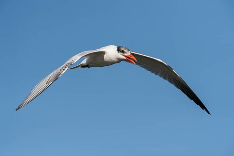 Caspian Tern (Hydroprogne caspia) flying, Eilat, Israel