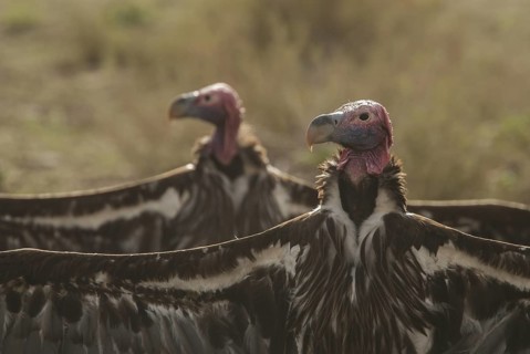 Lappet-faced Vulture (Torgos tracheliotos), Northern Cape, South Africa