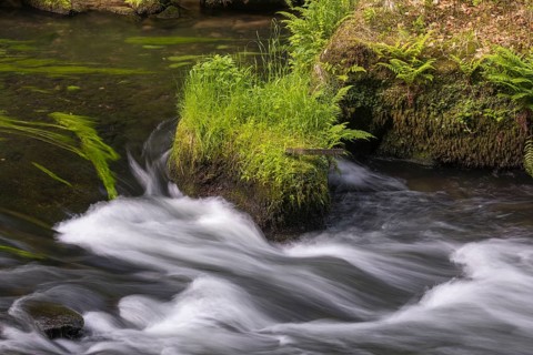 Flowing, silky water with ferns and rocks in the Edmunds Gorge, river Kamnitz, Hrensko, Ustecky
