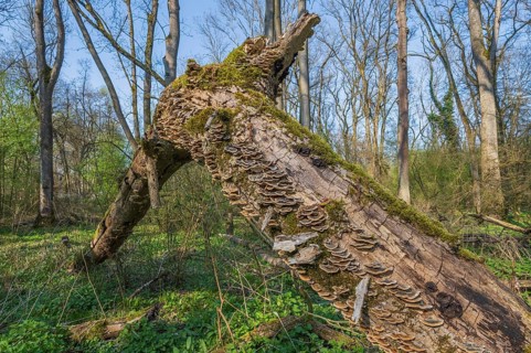 Tree trunks lie on the ground in the forest. Mushrooms and moss grow on wood. Trees are under a